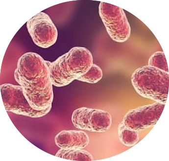 GUT SCREENING NORMAL